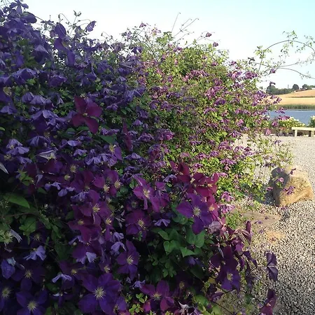 Bed & Breakfast Bogebjerggard Sonderborg